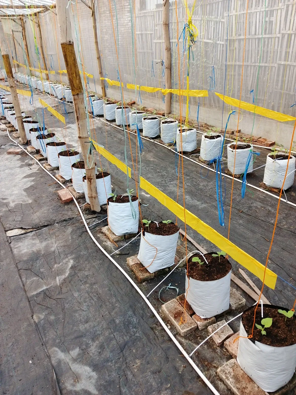 Bibit melon di polybag cocopeat