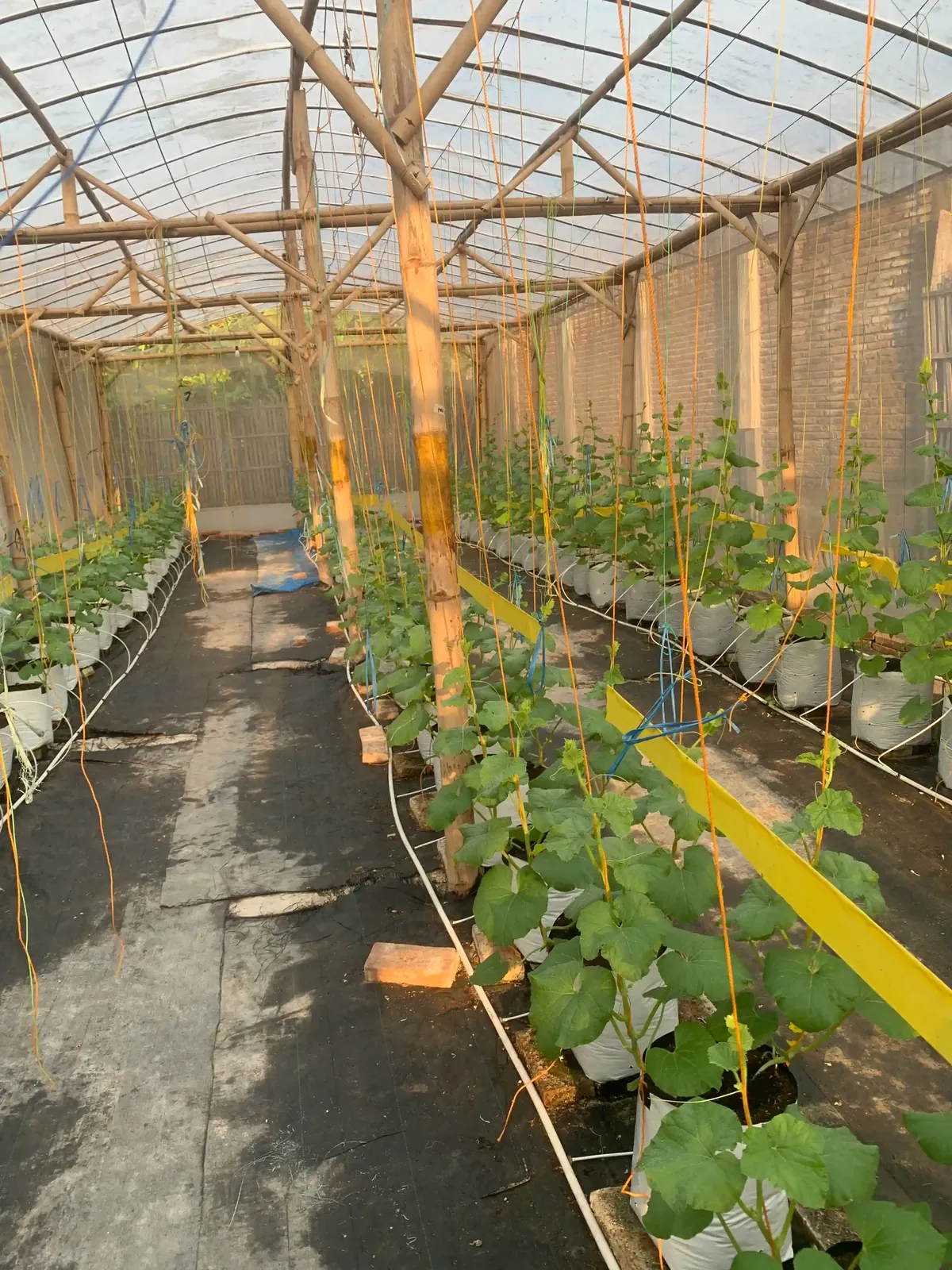 Lorong greenhouse bambu Trangkil