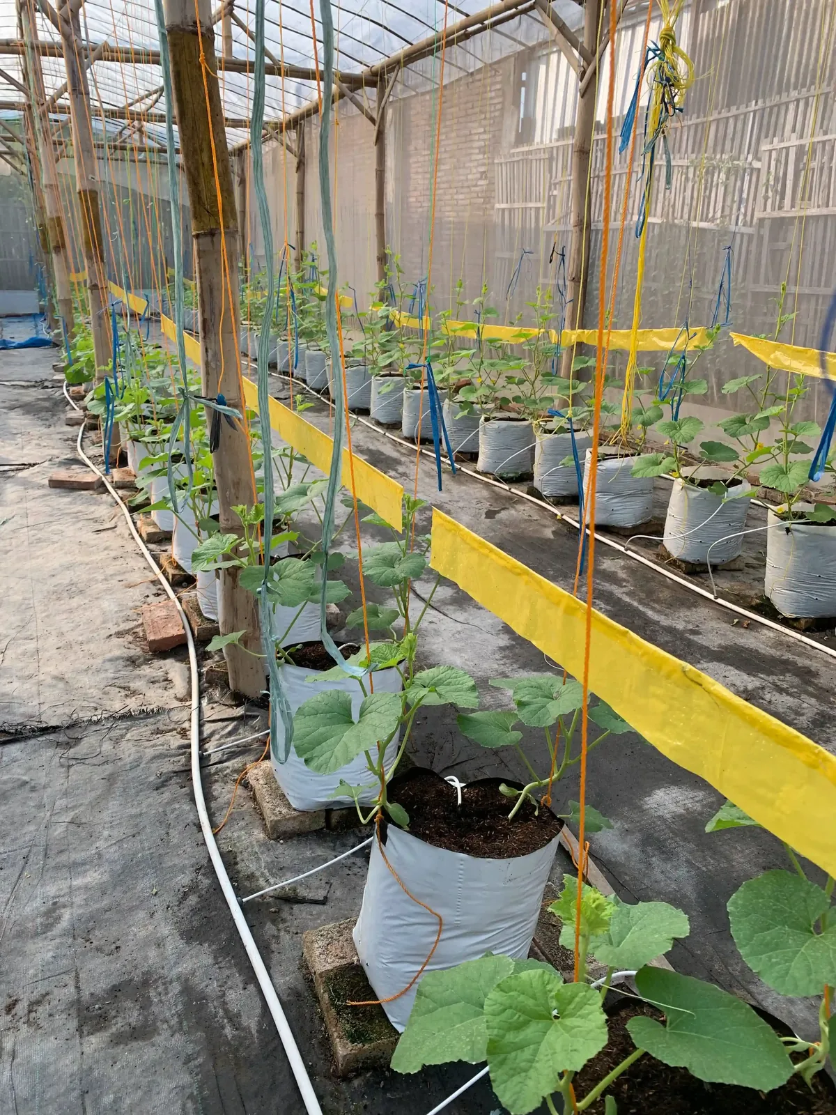 Lorong polybag dengan selang fertigasi tetes