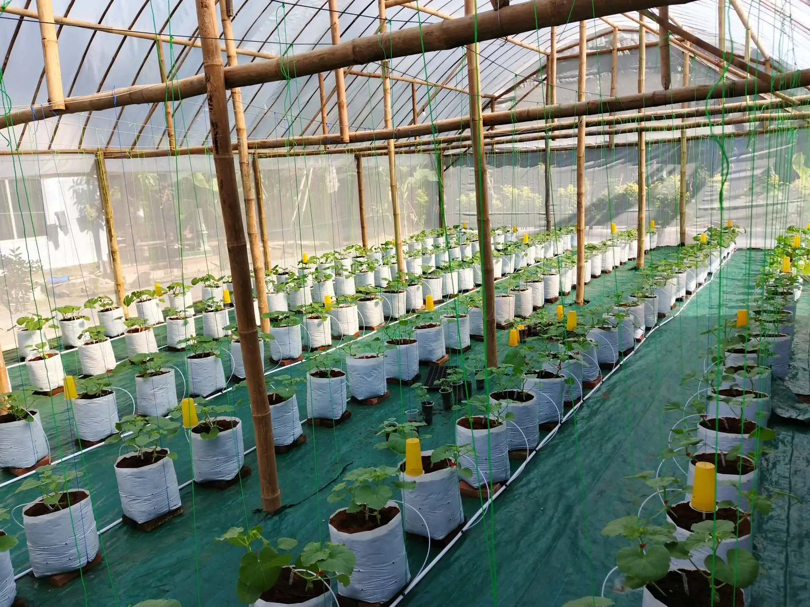 Barisan tanaman melon di greenhouse Trangkil