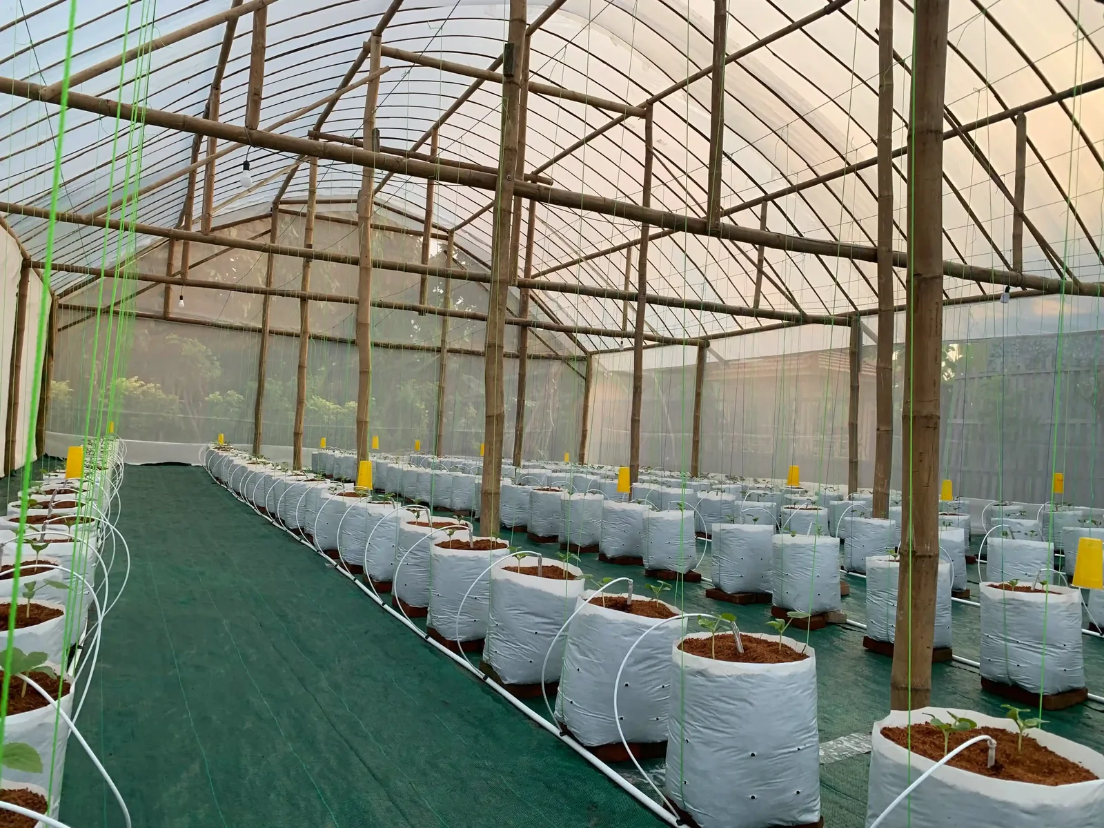 Greenhouse RASAVANA di Trangkil