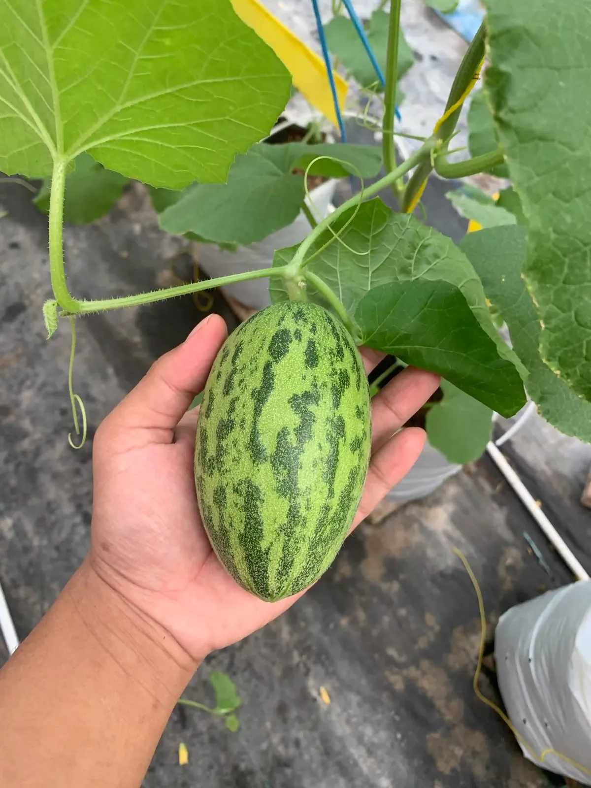 Melon muda bergaris di batang