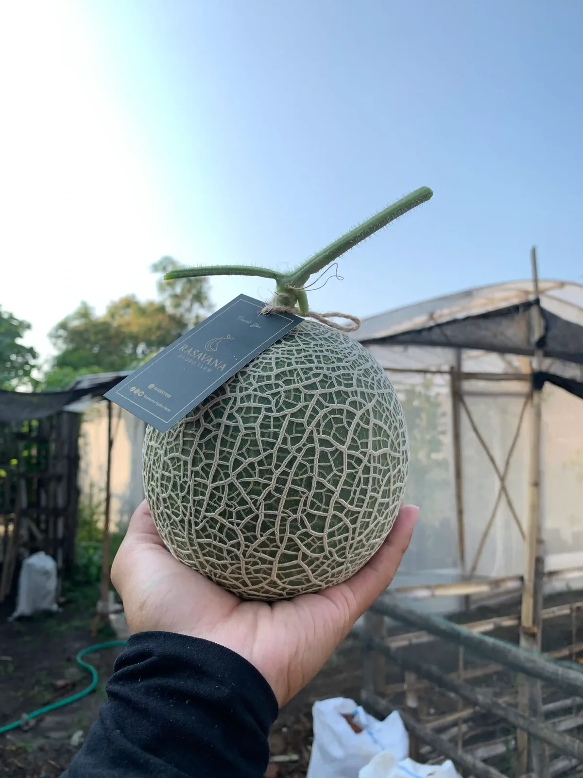 Melon net RASAVANA dengan hangtag, latar greenhouse Trangkil