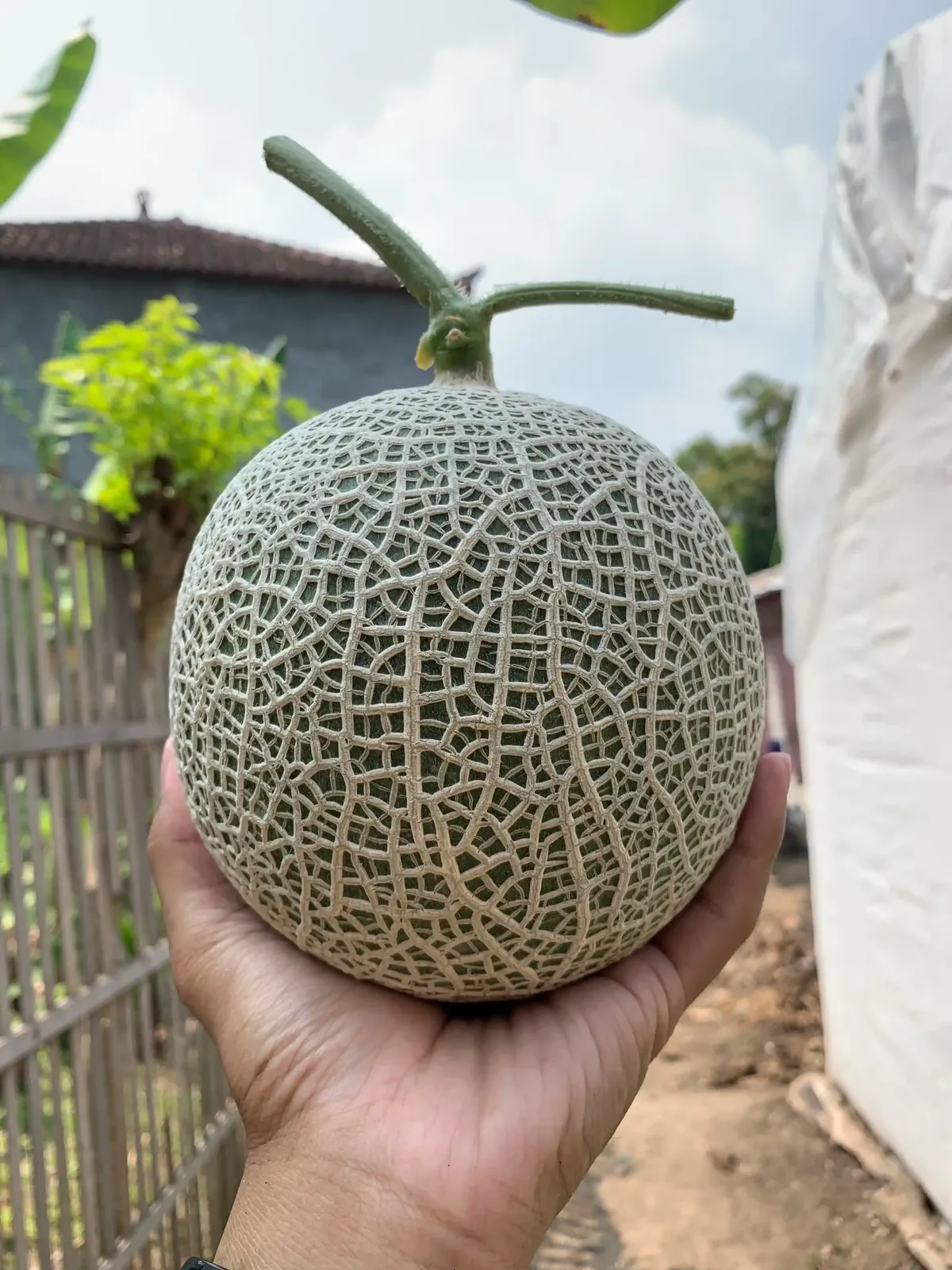 Melon net matang digenggam tangan