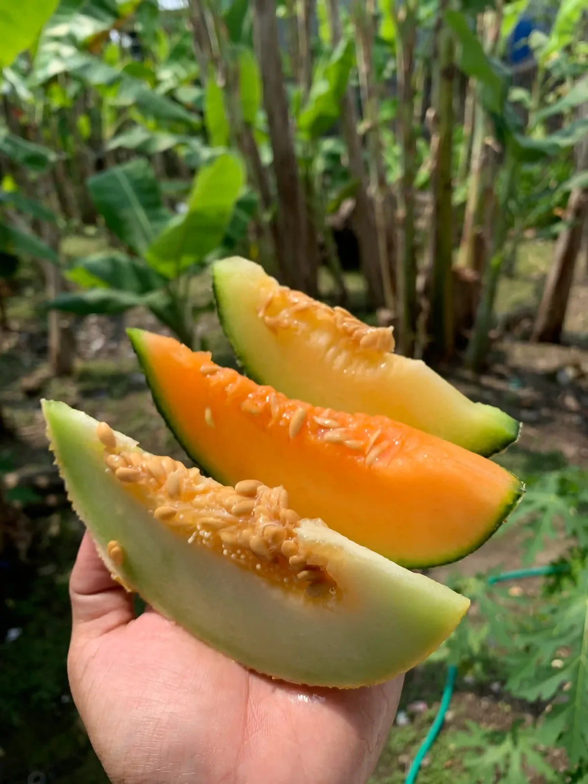 Potongan melon oranye dan hijau