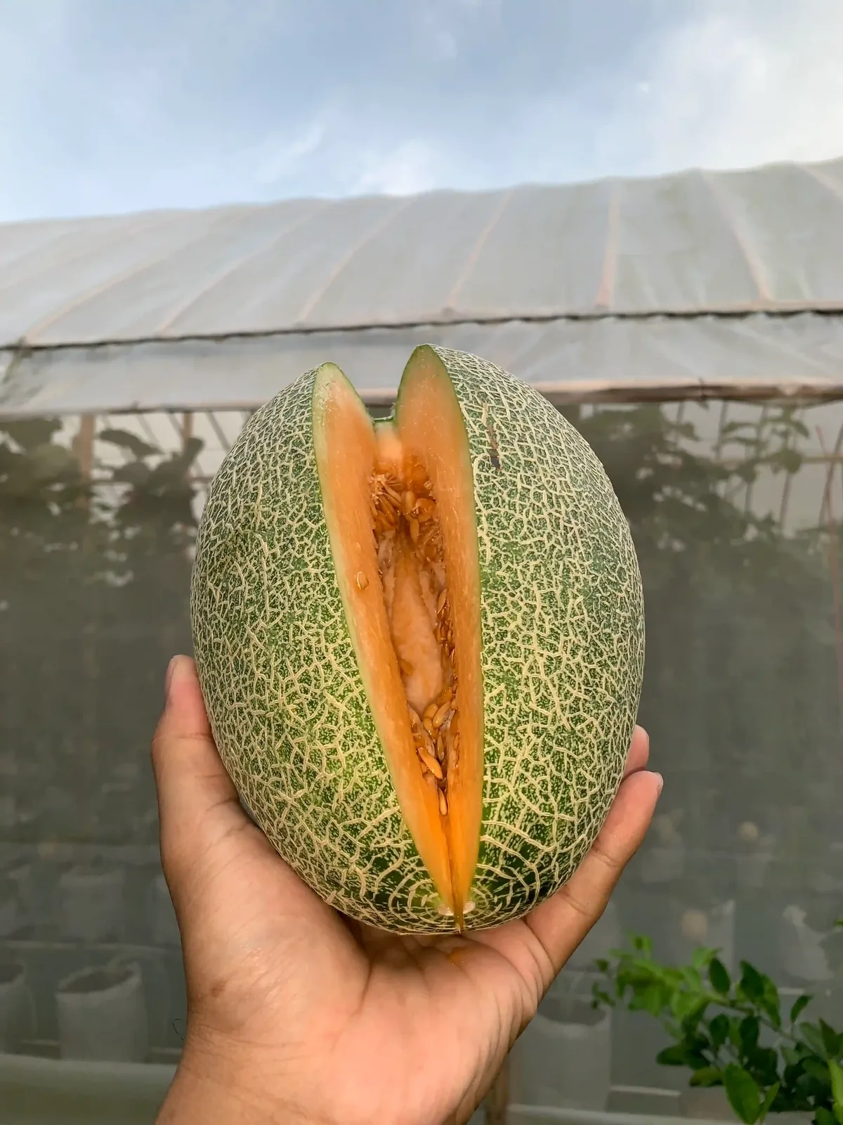 Melon net dibelah, daging oranye tebal